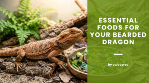 Bearded Dragon Health